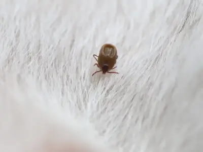 Blchy a ploštice – odkiaľ sa vzali a ako sa ich zbaviť?