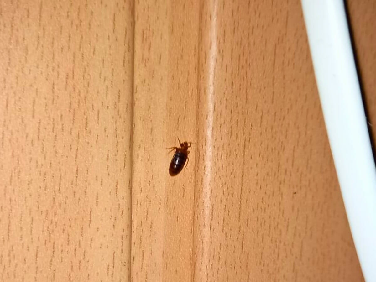 Ploštica posteľná na drevenom nábytku.